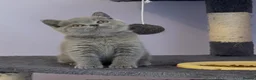 British Shorthair cats for sale: Stunning, super friendly, well bred, healthy, BSH - Advert 3