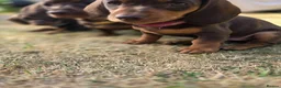 Dachshund dogs for sale: Beautiful Standard Dachshund PuppiesReadyNow 🏡❤️  - Advert 5