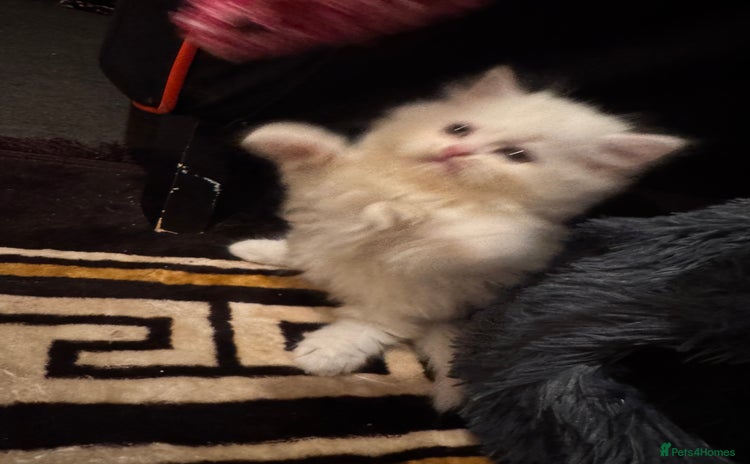 Persian cats Chubby Persian kittens  Last white kitten left ! - Advert 4