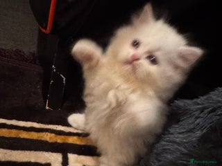 Persian cats Chubby Persian kittens Last white kitten left ! - Advert 12