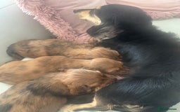 Miniature Dachshund dogs for sale: KC REG Long Hair Miniature Dachshund x 3 Red Boys - Image 15
