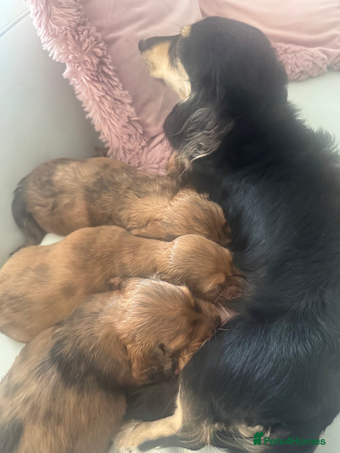 Miniature Dachshund dogs for sale: KC REG Long Hair Miniature Dachshund x 3 Red Boys - Image 15