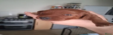 Cockapoo 7