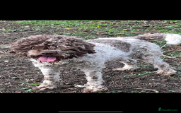 Lagotto Romagnolo dogs for sale: Quality lagotto pups - Image 11