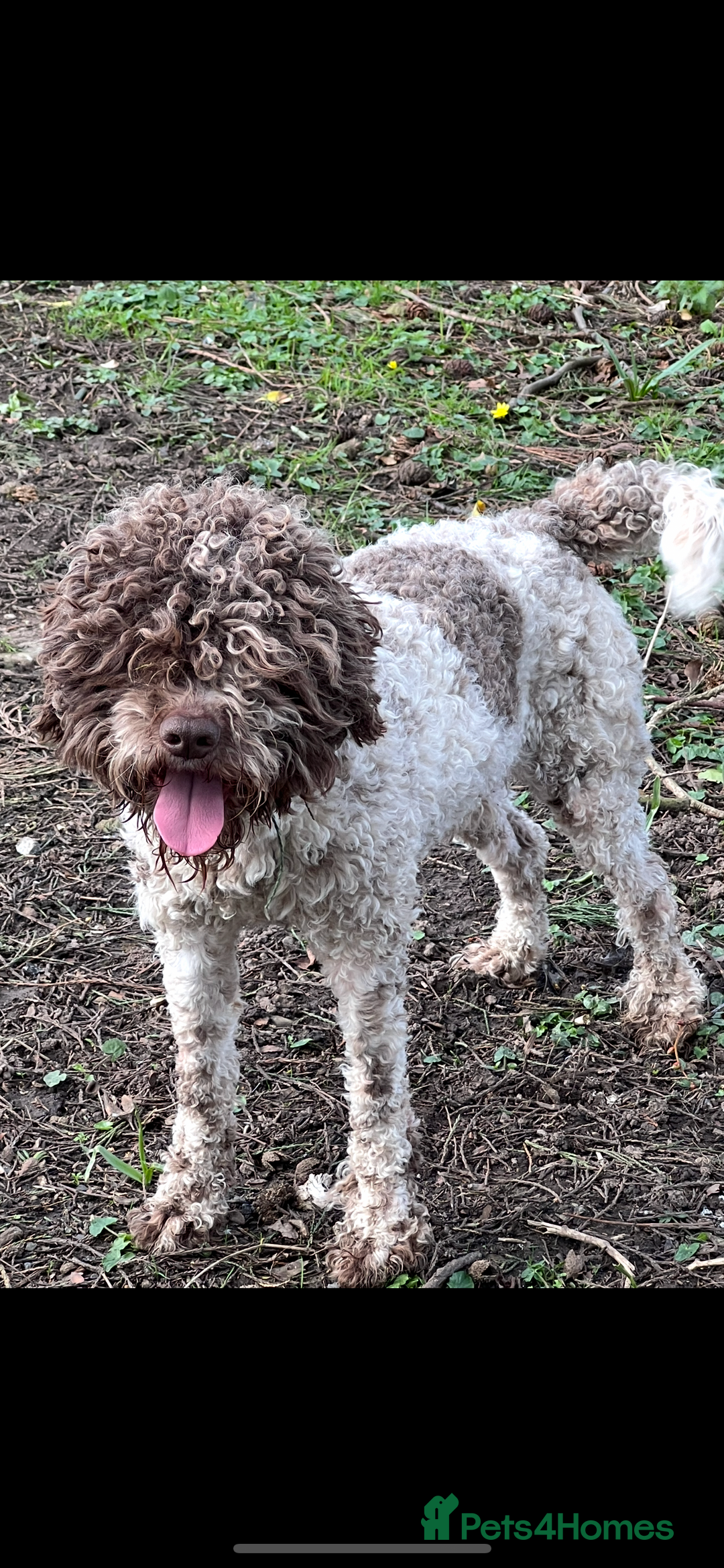 Lagotto Romagnolo dogs for sale: Quality lagotto pups - Image 11