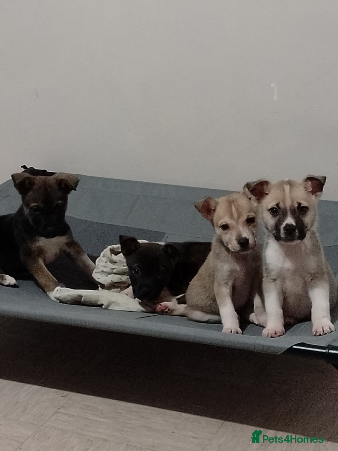 Mixed Breed dogs for sale: Staffy x Akita Puppies - Advert 1