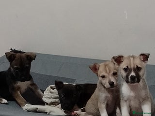 Mixed Breed dogs Staffy x Akita Puppies - Advert 2