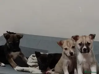 Mixed Breed dogs Staffy x Akita Puppies - Advert 18