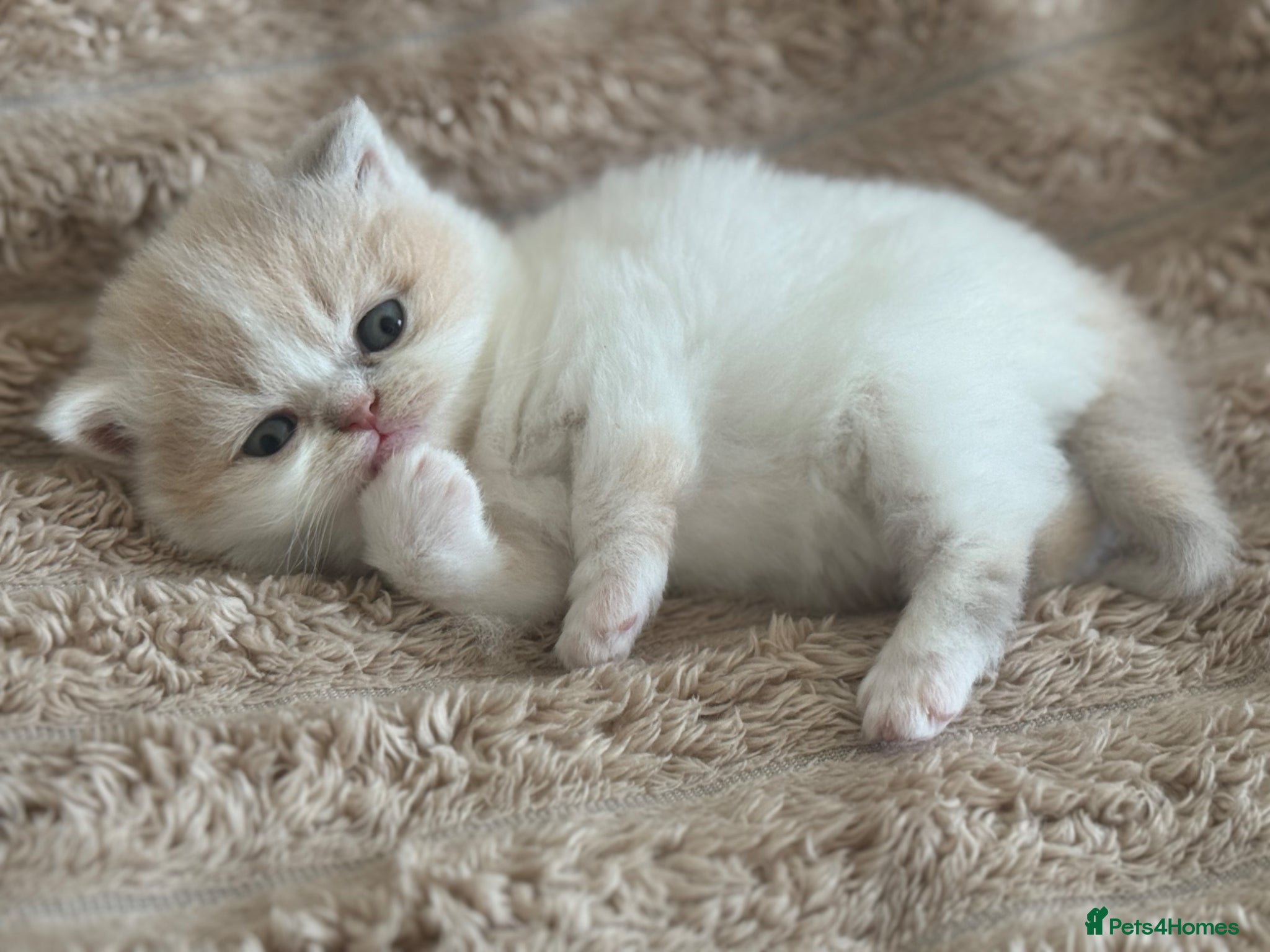 British Shorthair cats Tica SGC dam Lilac tortie and white daughter  - Advert 14