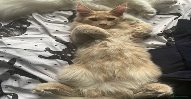 Maine Coon cats - Advert 13