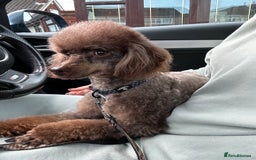 Miniature Poodle dogs for stud: KC TOY CHOCOLATE PHANTOM POODLE in Willenhall - Image 32
