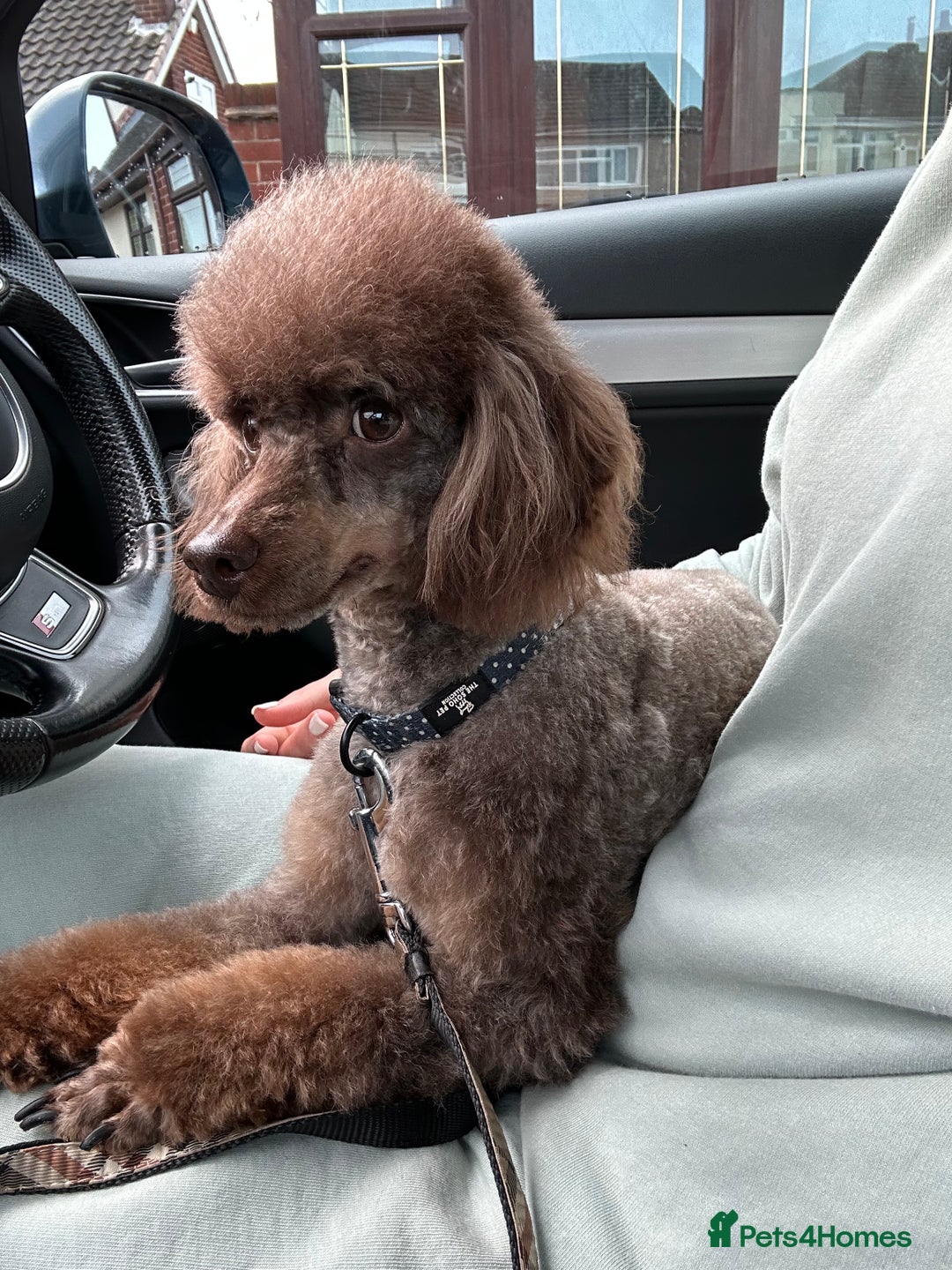 Miniature Poodle dogs for stud: KC TOY CHOCOLATE PHANTOM POODLE in Willenhall - Image 32