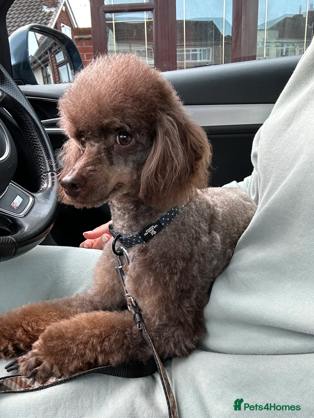 Miniature Poodle dogs for stud: KC TOY CHOCOLATE PHANTOM POODLE in Willenhall - Advert 32