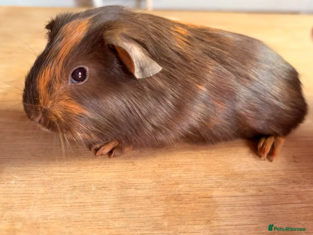 Guinea Pig rodents for sale: Beautiful Chocolate and Gold Agouti Guinea Pigs - Advert 2