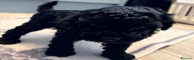 Miniature Poodle 2