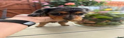 Miniature Dachshund dogs for sale:  Adorable Miniature Dachshund Puppies - Advert 4