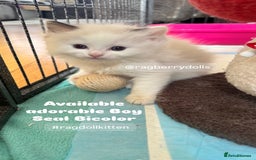 Ragdoll cats for sale: TICA Registered Ragdoll Kittens Available  - Image 9