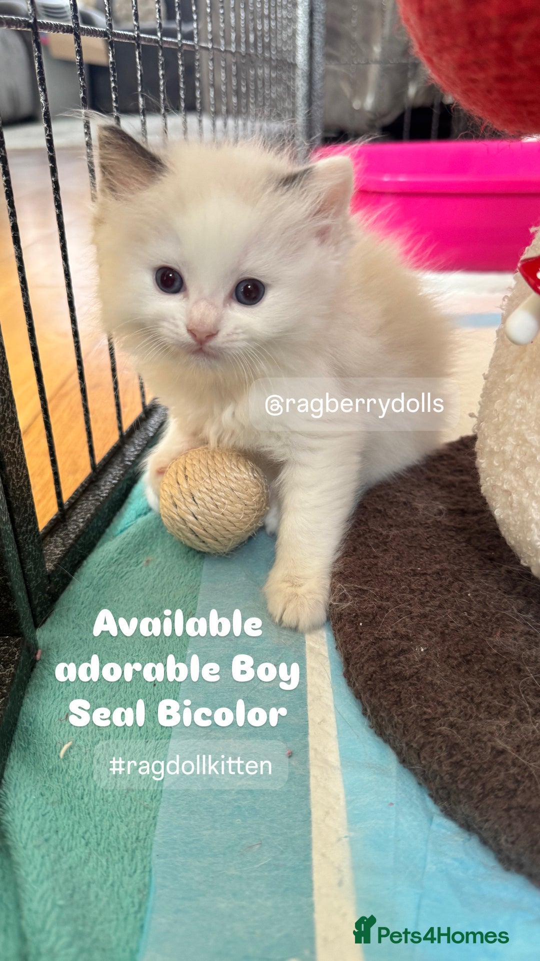 Ragdoll cats for sale: TICA Registered Ragdoll Kittens Available  - Image 9