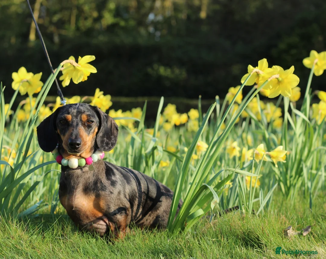 Miniature Dachshund dogs for sale: Beautiful IVDD Screened, silver dapple girl  - Advert 5
