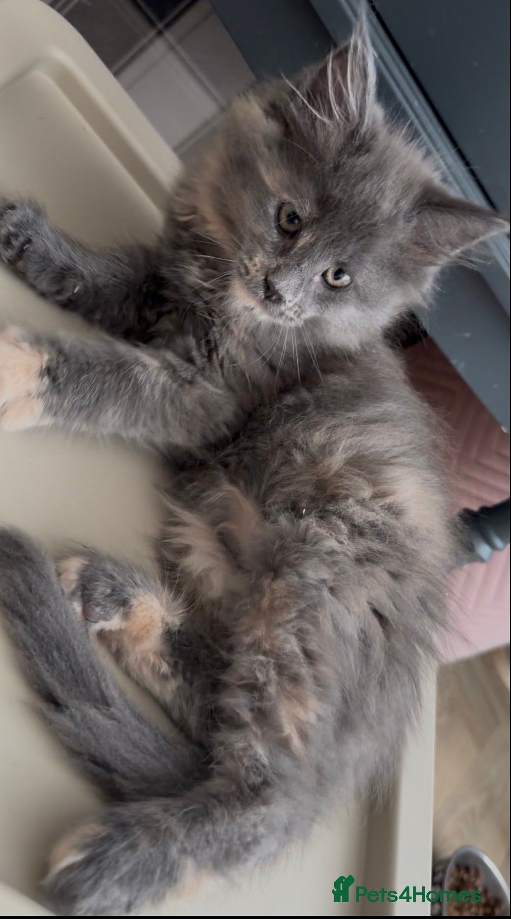 Maine Coon Kitten 6