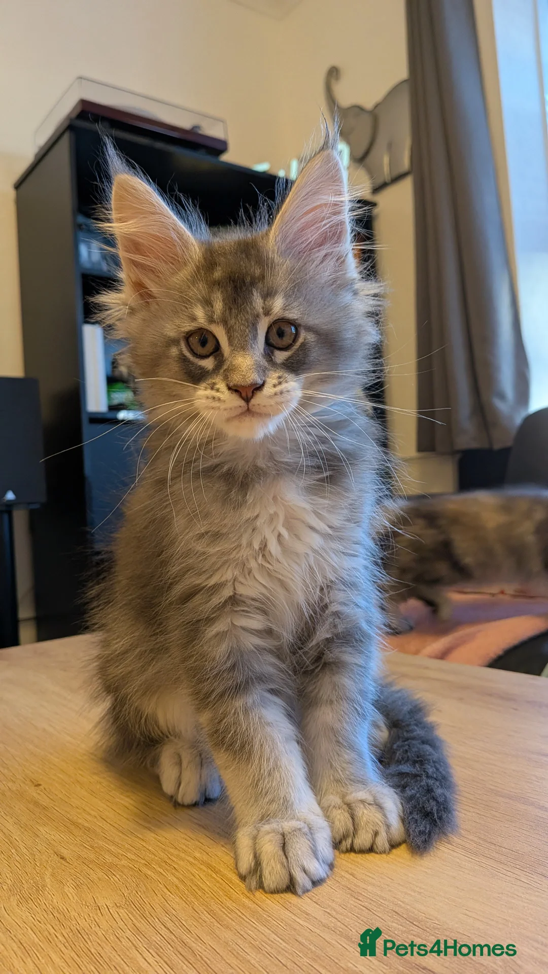 Maine Coon cats for sale: 🏅GCCF🏅 pure maine coon kittens  - Advert 13