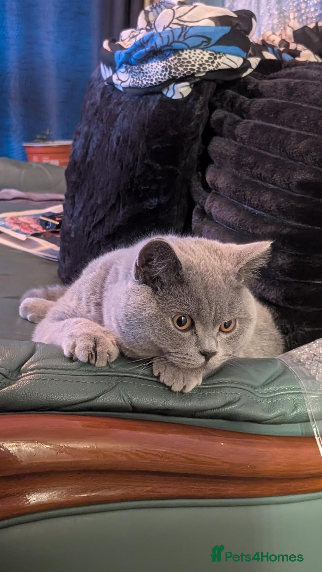 British Shorthair cats for sale: Beautiful British Blue Shorthair Male – 1 Yr Old - Advert 4