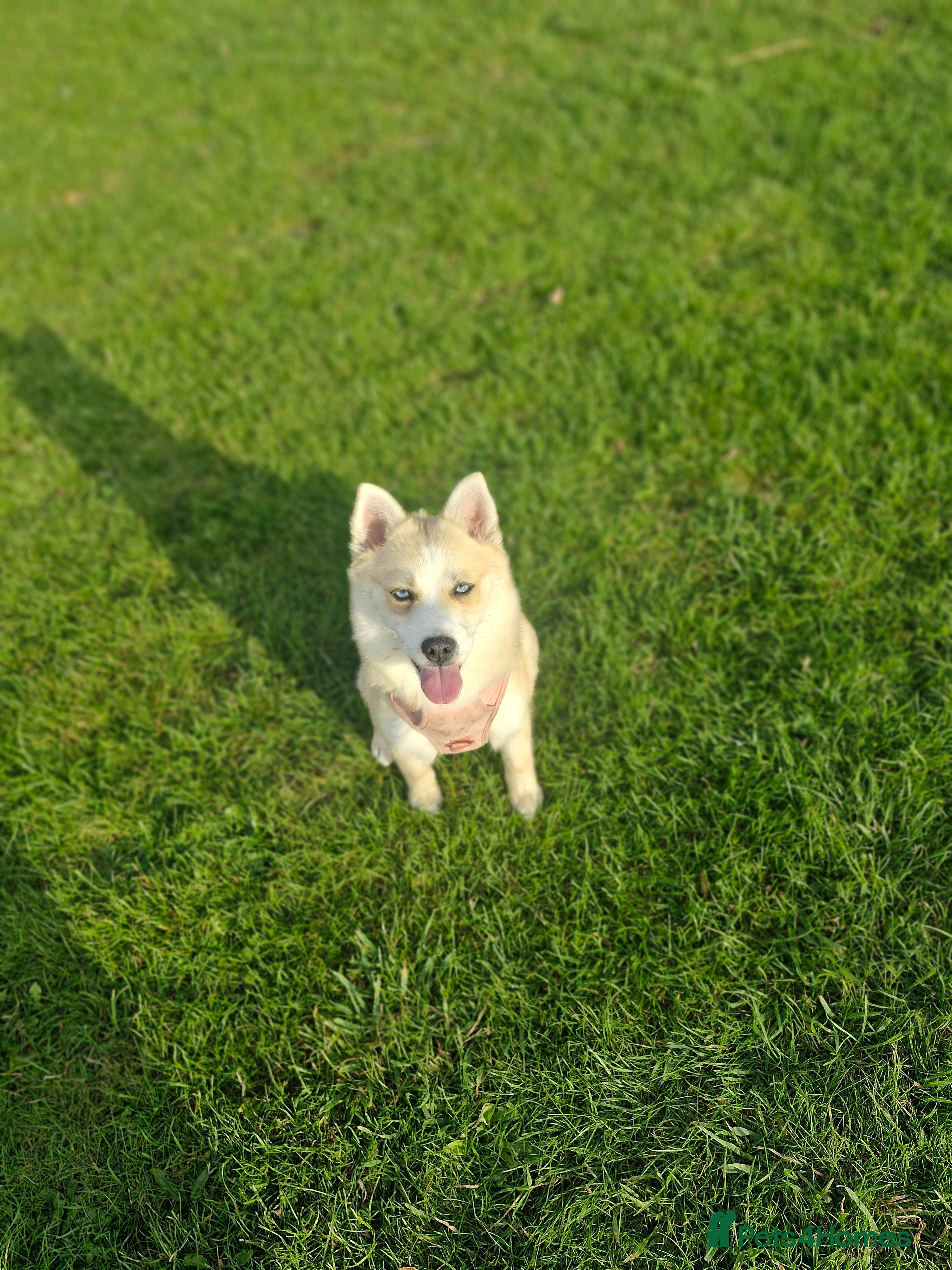 Pomsky dogs pomsky - Advert 1