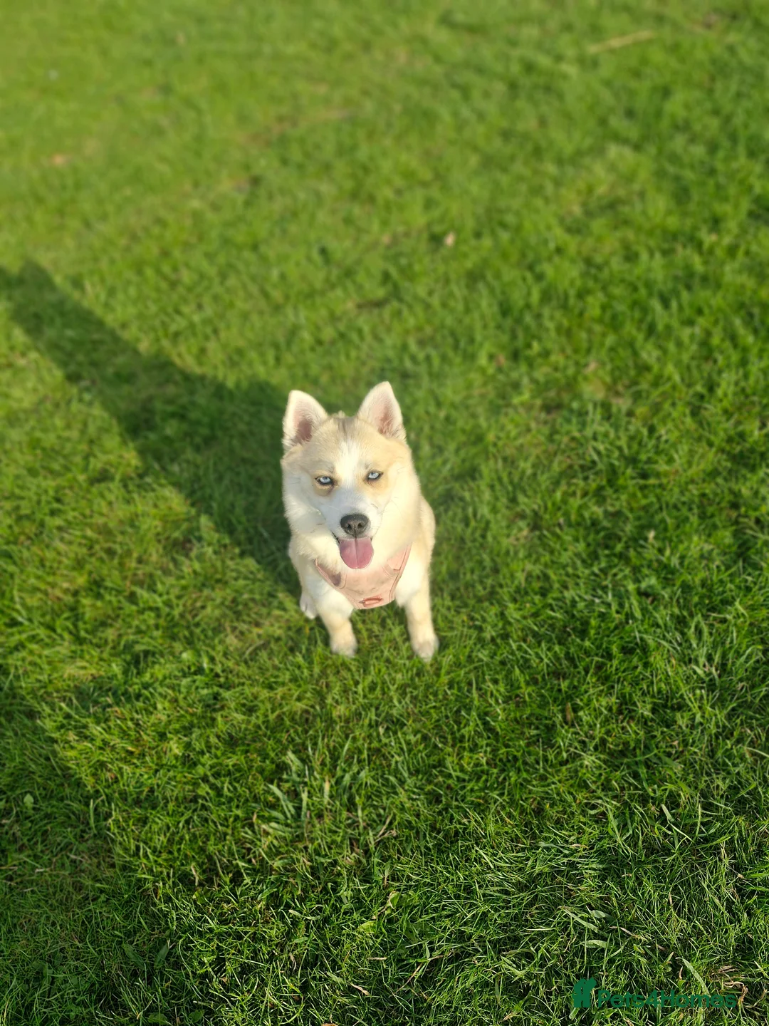 Pomsky dogs for sale: pomsky - Advert 1