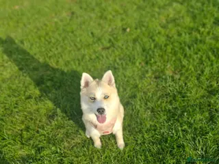 Pomsky dogs pomsky - Advert 2