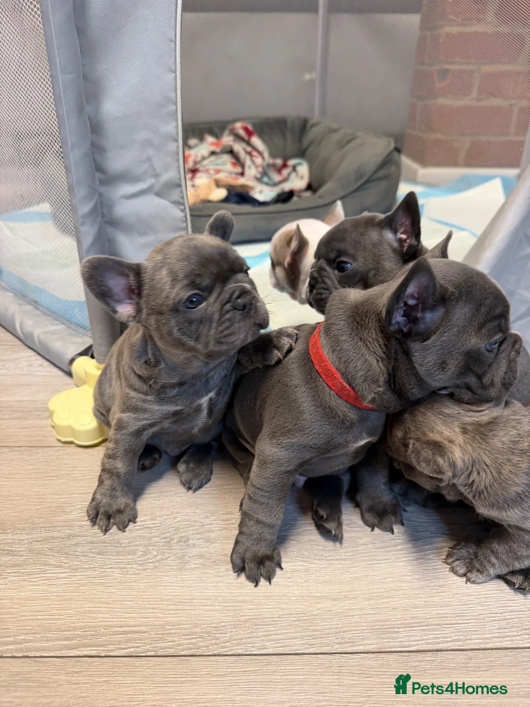 French Bulldog dogs for sale: Pedigree French Bulldog Puppies – Home-Raised - Advert 1