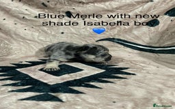 French Bulldog dogs for sale: French bulldog puppies - Image 9