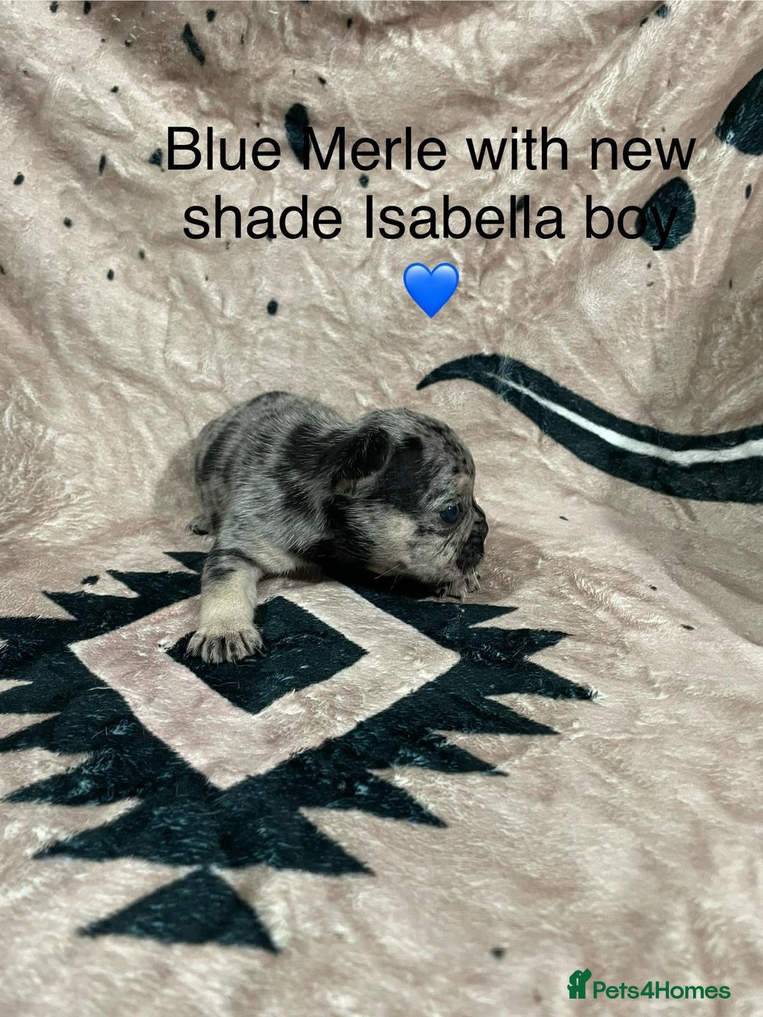 French Bulldog dogs for sale: French bulldog puppies - Image 9