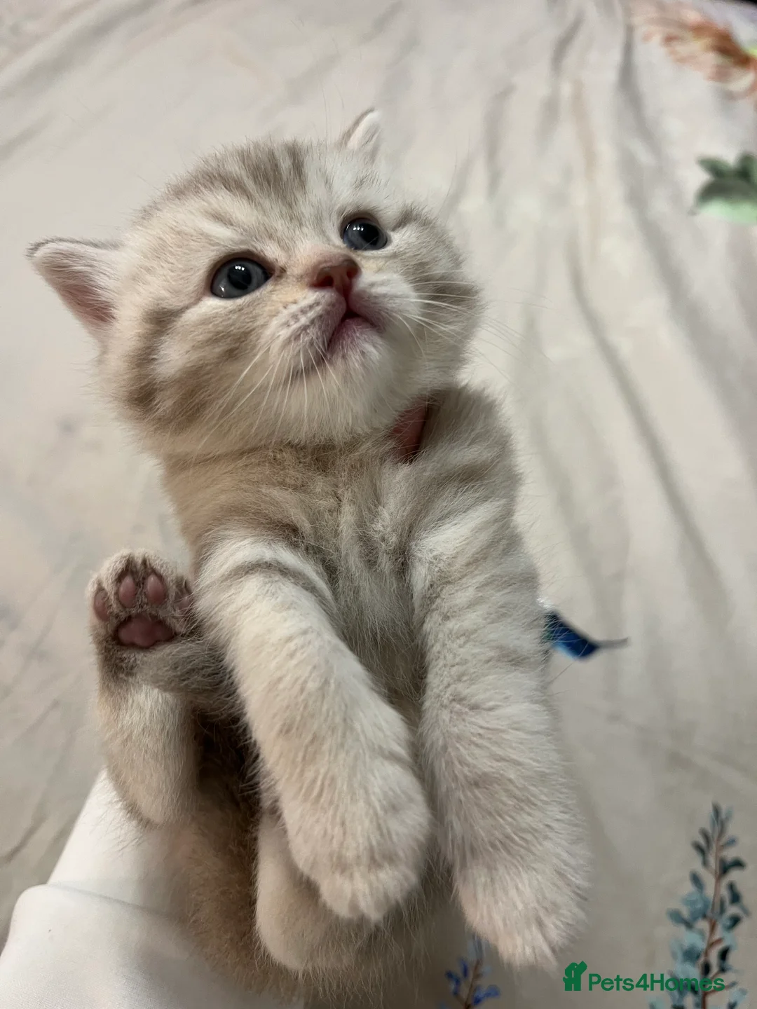 British Shorthair cats for sale: Chocolate spotted very rare kittens 🐱  - Advert 6