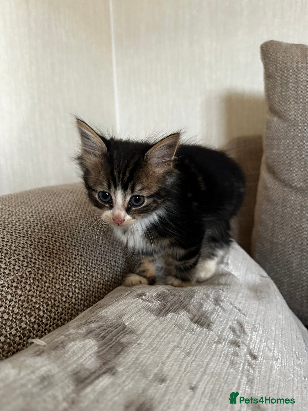 Siberian cats for sale: 5 beautiful miniature kittens  - Advert 10