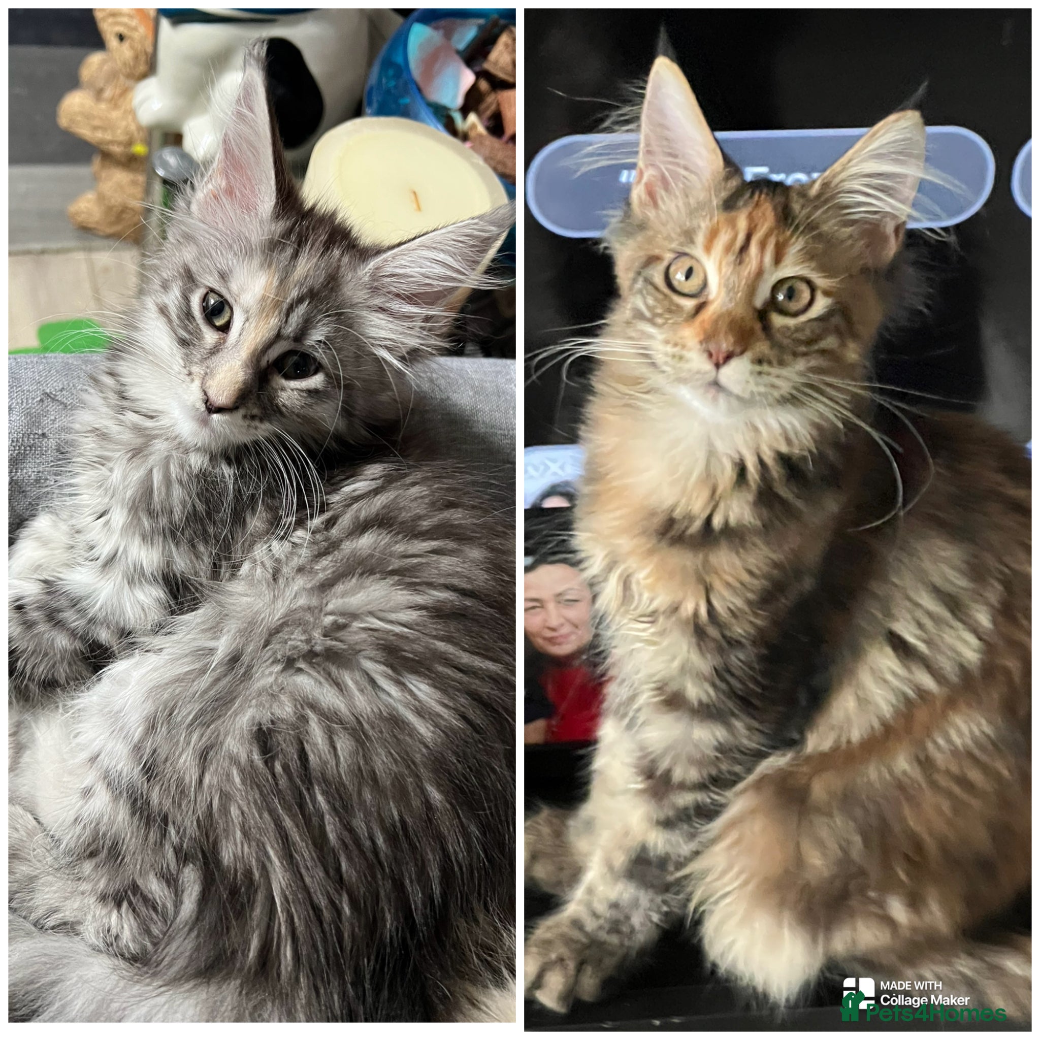 Maine Coon cats Maine Coon kittens - Advert 1