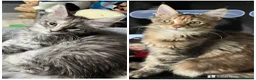 Maine Coon cats for sale: Maine Coon kittens - Advert 1