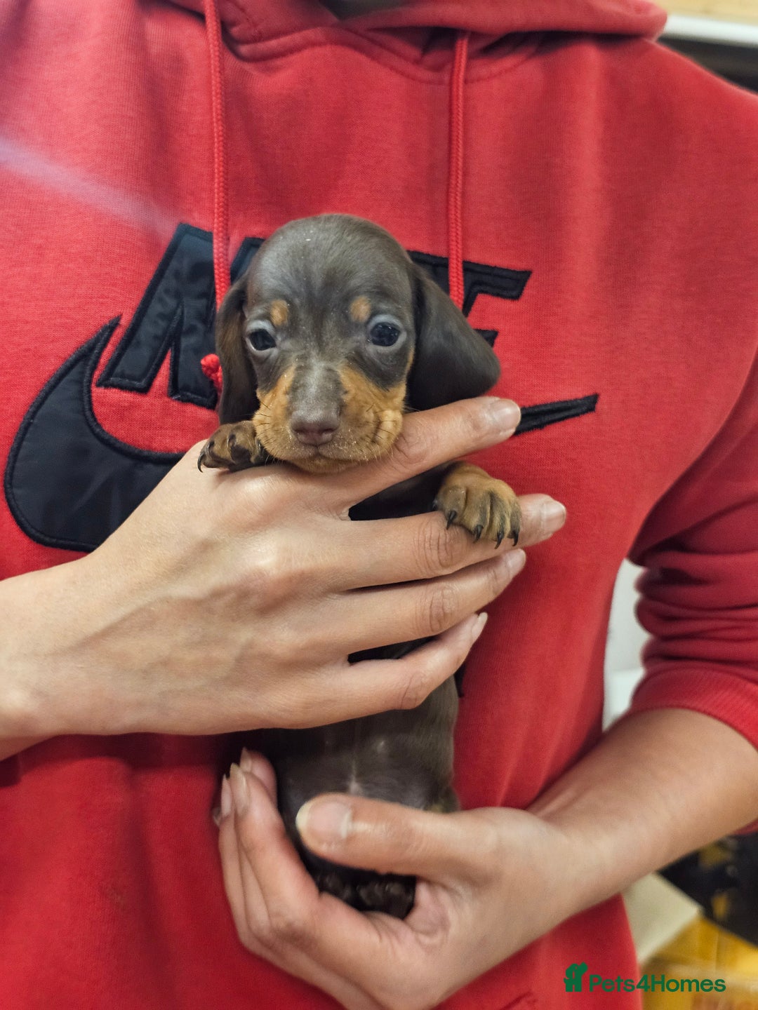 Miniature Dachshund dogs for sale: KC Registered Miniature Dachshund Puppies - Image 24