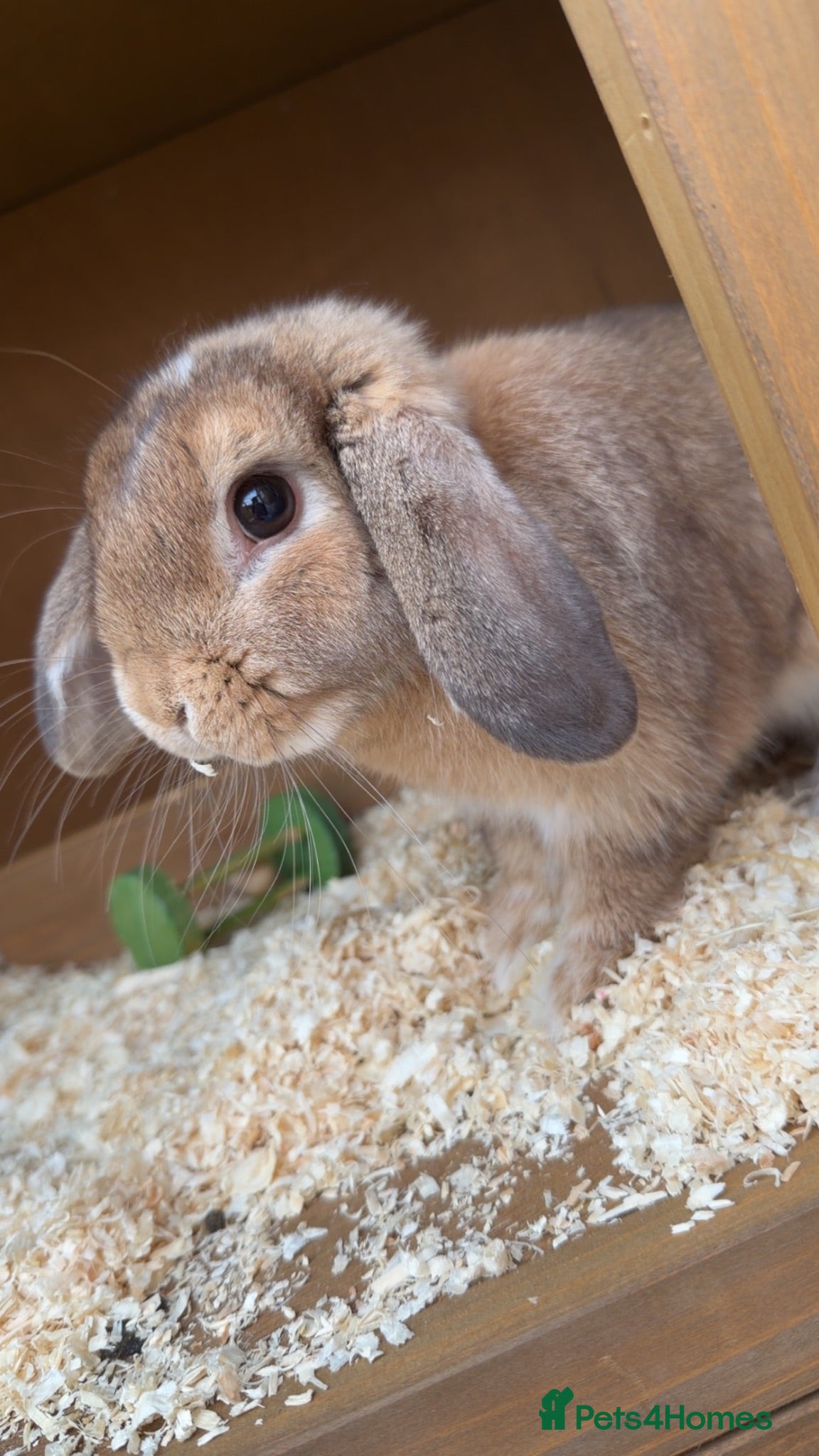 Mini Lop rabbits Mini Lop Bunny  - Advert 1