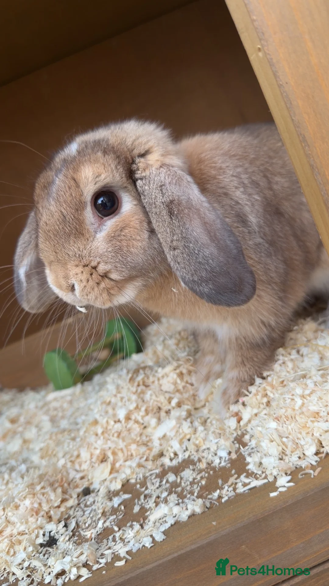 Mini Lop rabbits for sale: Mini Lop Bunny  in Houghton le Spring - Advert 1