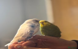 Budgerigars birds for sale: Male & female budgies  - Advert 2