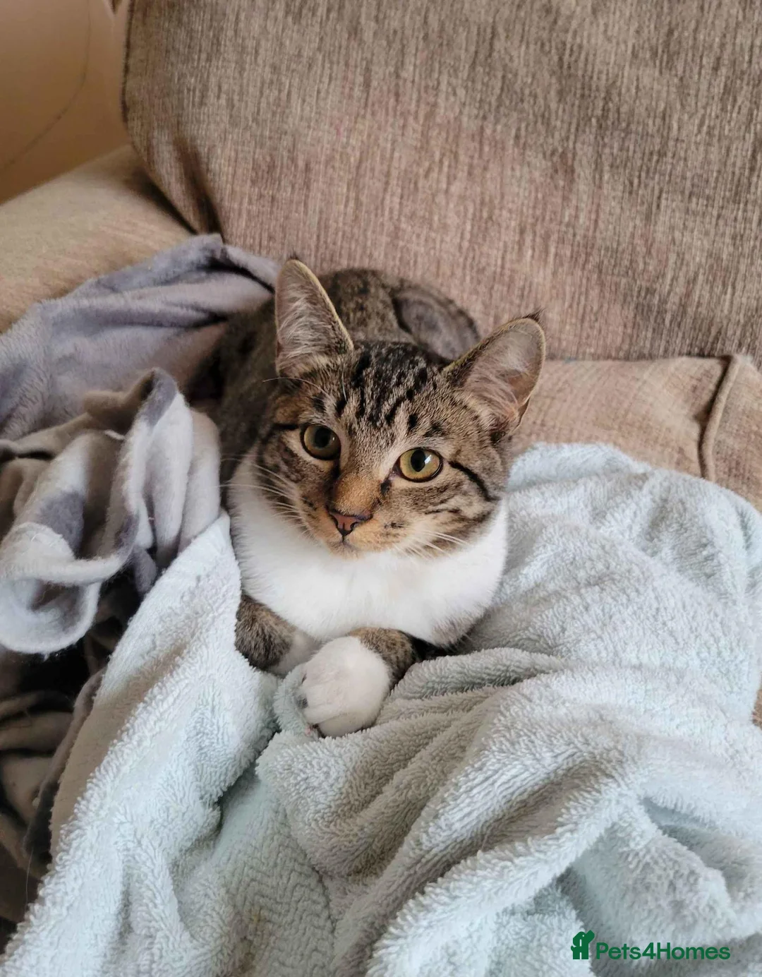 Domestic Shorthair cats for adoption: Seaweed - Advert 1