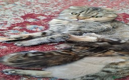 Scottish Fold cats for sale: Beautiful kittens ready for forever loving homes  - Image 12