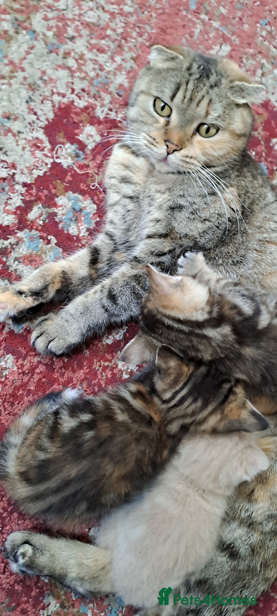 Scottish Fold cats for sale: Beautiful kittens ready for forever loving homes  - Image 12