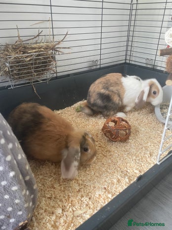 Mixed Breed rabbits - Advert 1