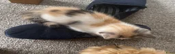 Mixed Breed cats for sale: Persian Cross Kittens 🐾🩵🩵🩵🩷 - Advert 8