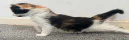 Mixed Breed cats for sale: Two female calico x ragdoll x persian kittens - Advert 2