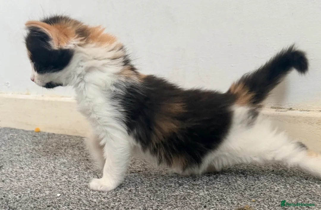 Mixed Breed cats for sale: Two female calico x ragdoll x persian kittens - Advert 2
