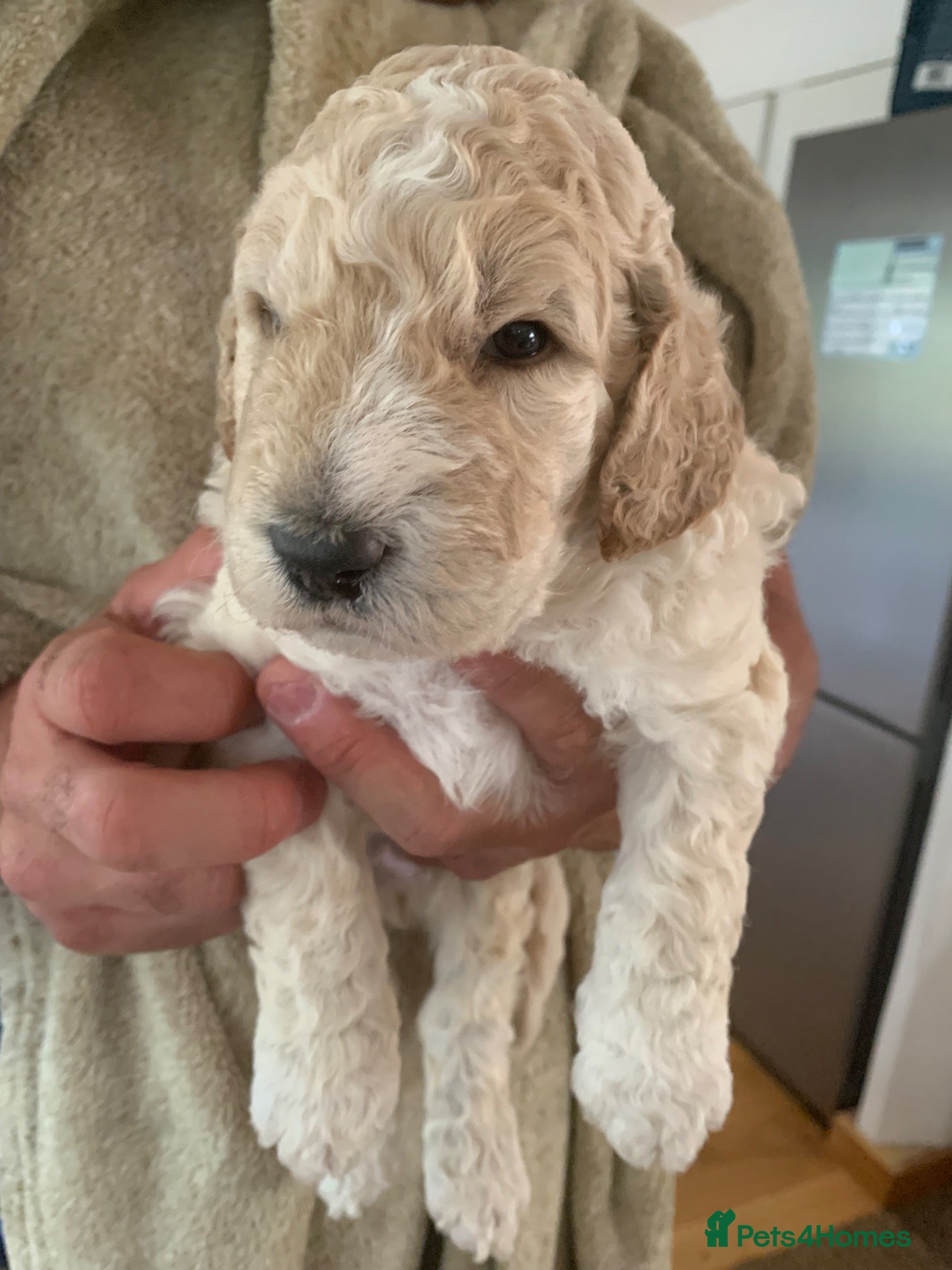 Goldendoodle dogs 🌟Premium Multi-Gen Doodle Puppies – Rare Colours  - Advert 13