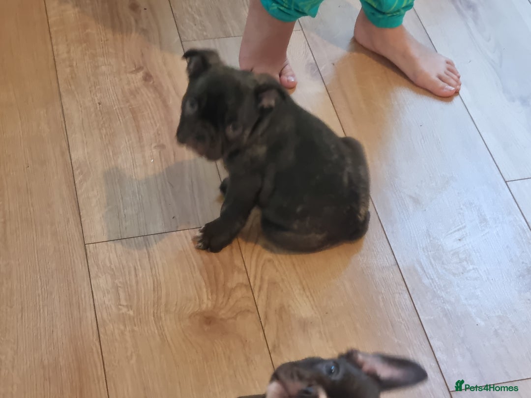 French Bulldog dogs for sale: Fench bulldogs  - Image 7