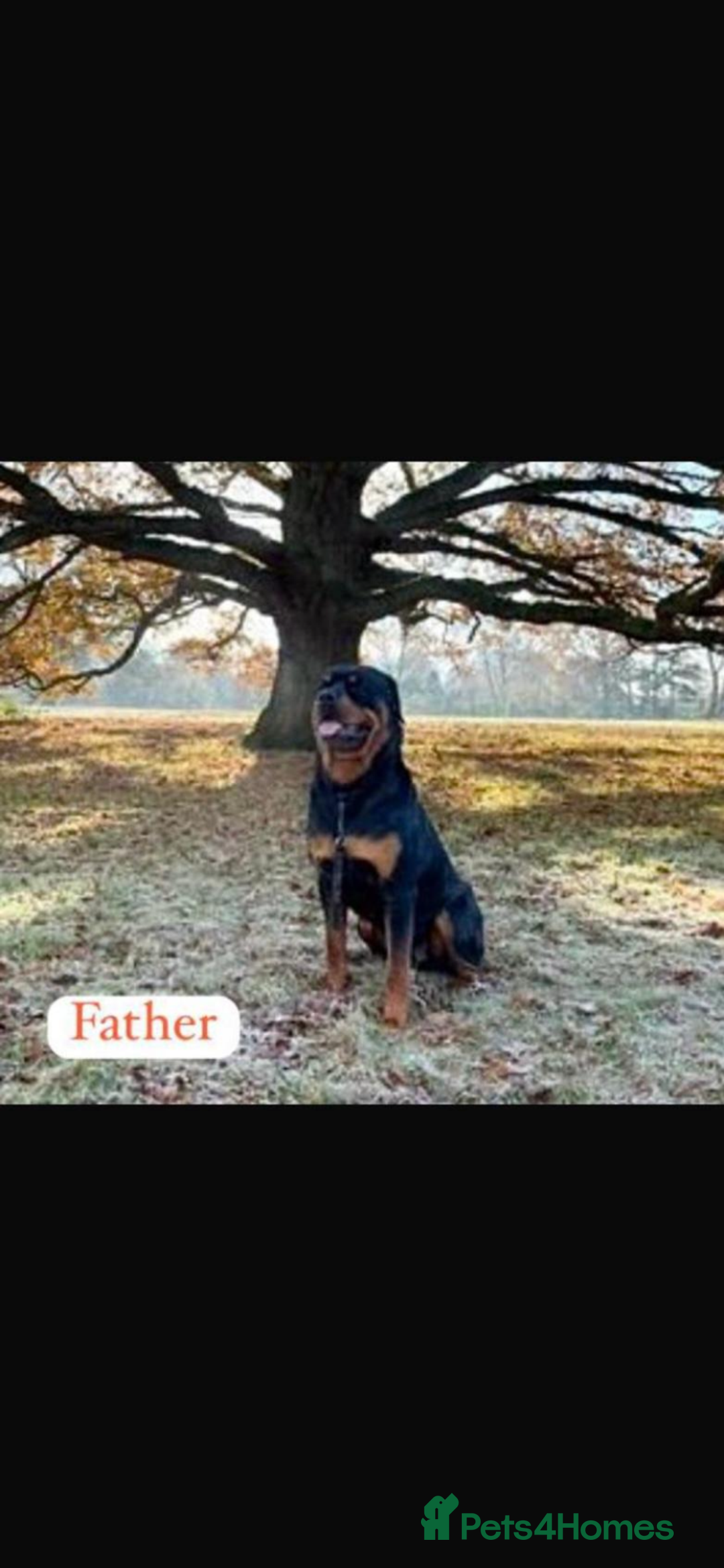 Rottweiler dogs for sale: Last girlBeautiful chunky Rottweiler puppies - Advert 16